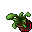 Flower Pot (Finger Snapper, Growing)