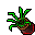 Flower Pot (Lizard Tongue, Growing Dry)