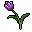 Violet Tulip