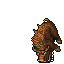 Boar
