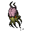 Brain Squid