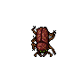 Common Beetle