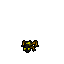 Coral Frog