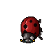 Ladybug