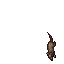 Rat