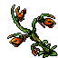 Spit Nettle