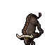 Water Buffalo