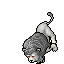 White Lion