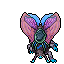 Hibernal Moth (Mount)